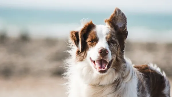 Traer tus mascotas a Galicia: guía completa para importar animales desde el extranjero